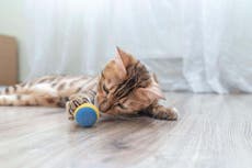 Four in 10 cats choose to play fetch with their owners, research shows