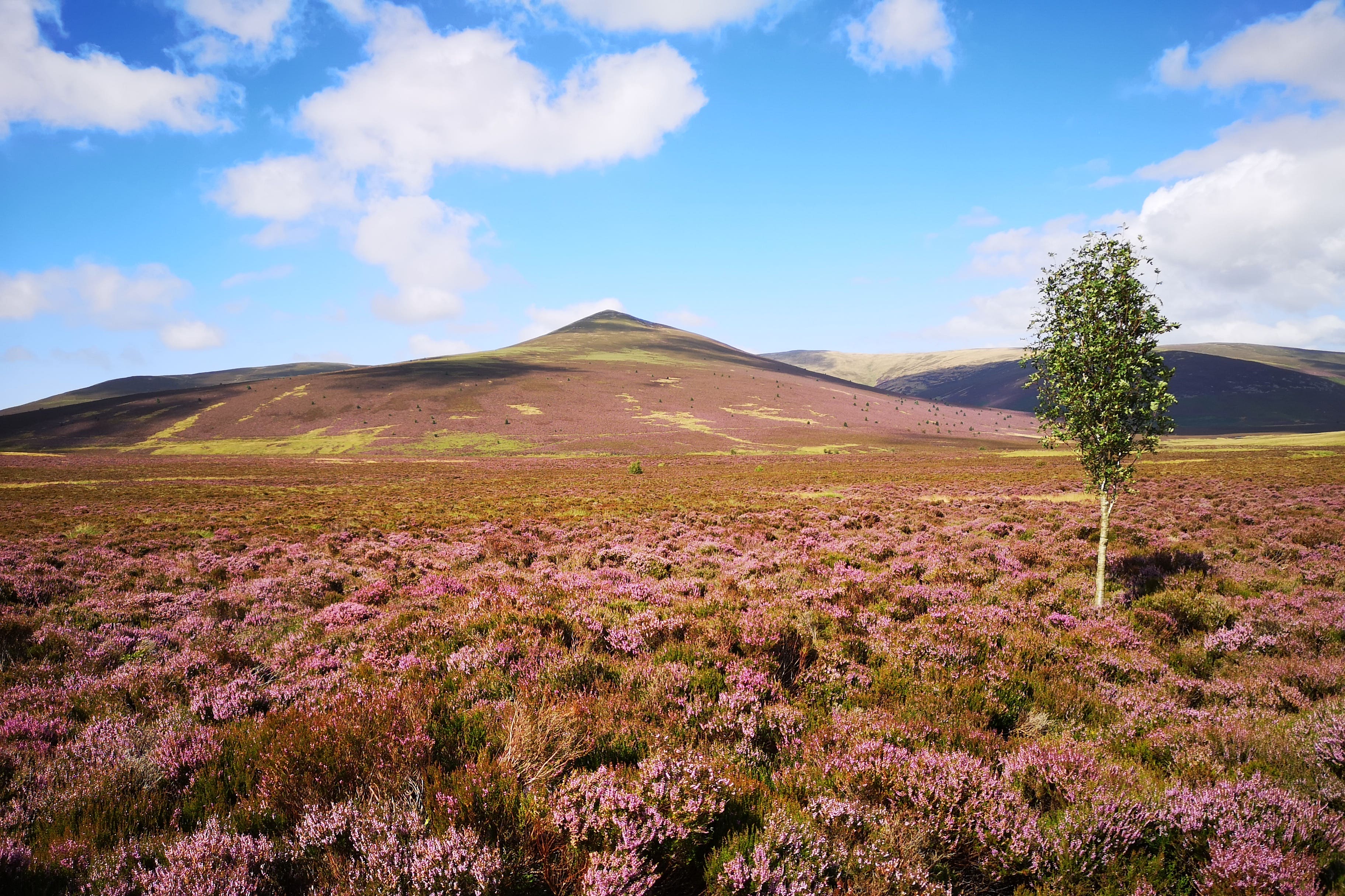 Conservationists have launched a public appeal to help buy Skiddaw Forest ( Joe Murphy/PA)