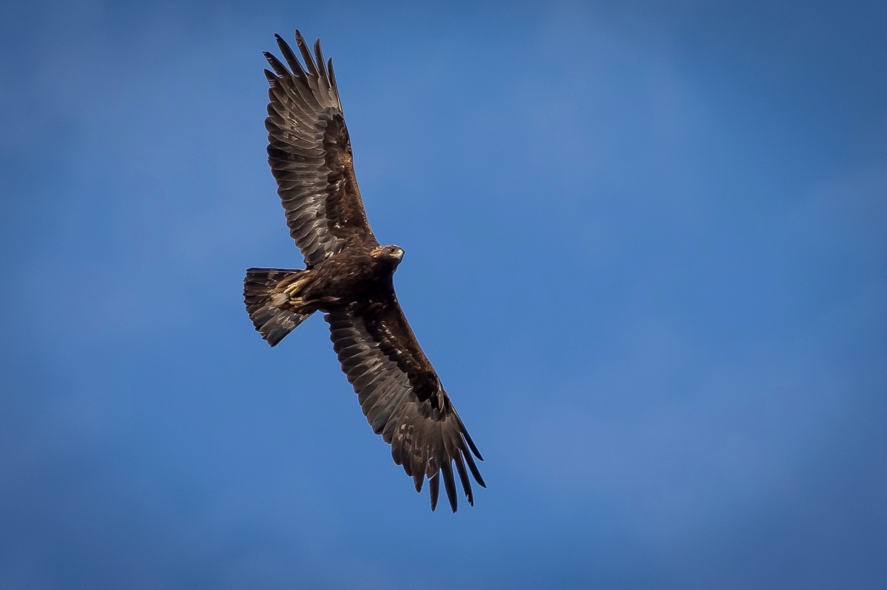 An adult golden eagle circles overhead in a remote area of Box Elder County, Utah