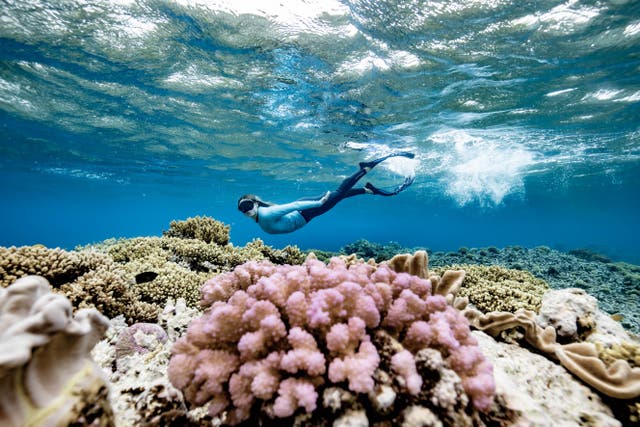 <p>A new programme means learning how to look after the Great Barrier Reef rewards visitors with money off their holiday experiences </p>