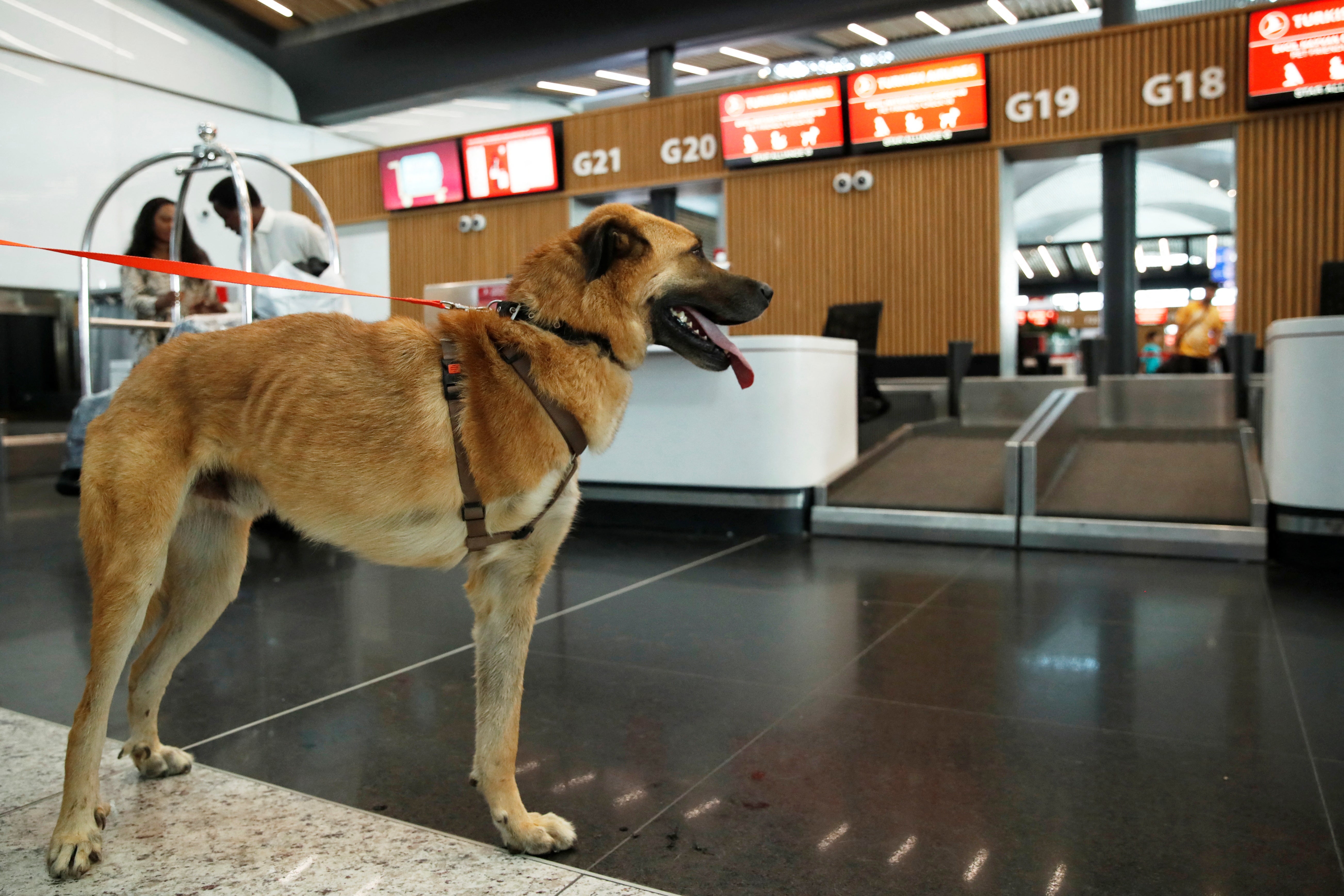 Dali, a-three-legged stray dog, is pictured at Istanbul Grand Airport before travelling to Netherlands via Brussels, in Istanbul