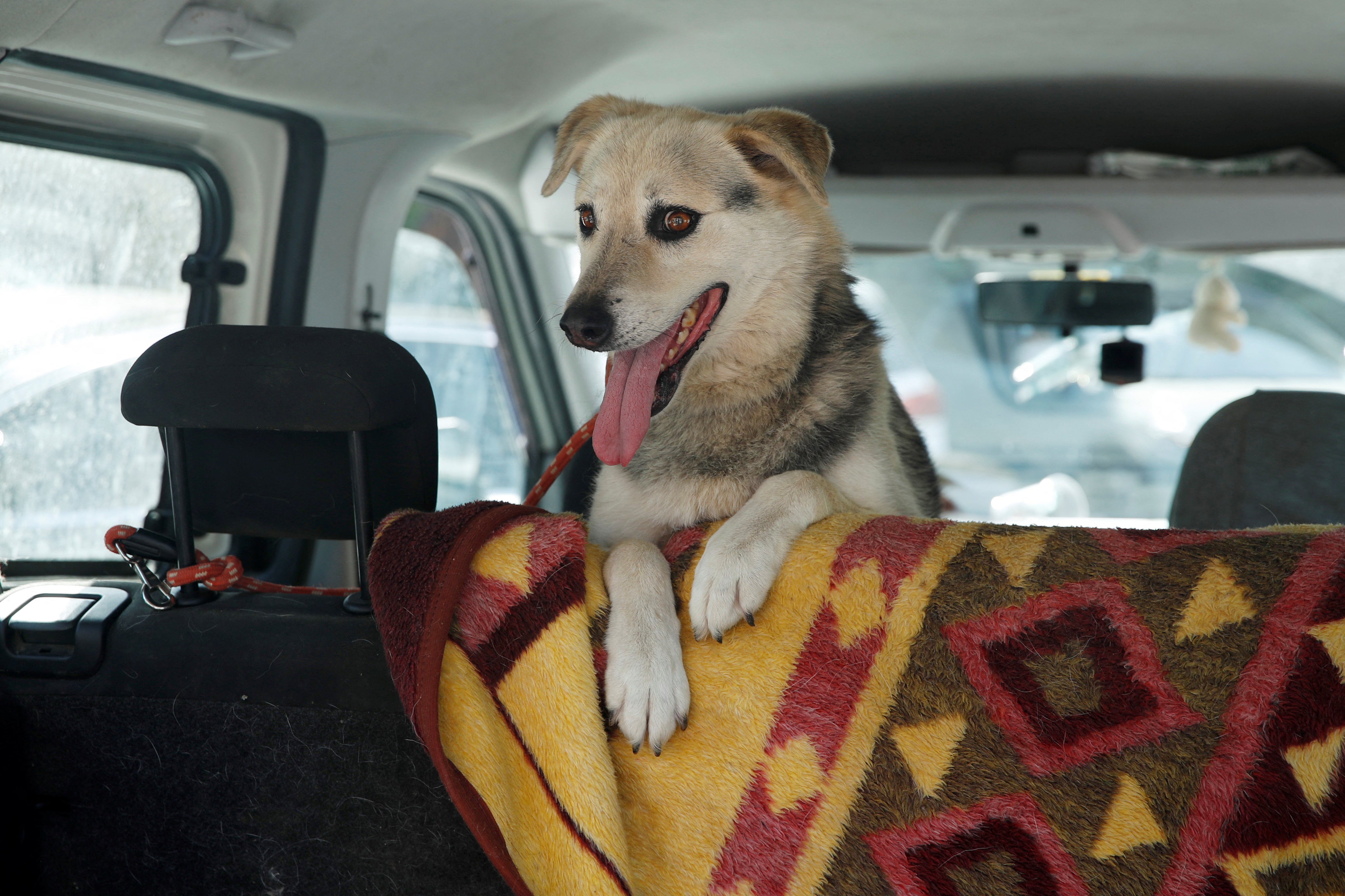 A stray dog Sayko is seen inside a vehicle at an animal shelter in Istanbul