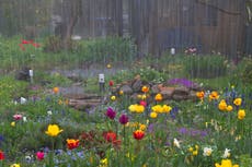 How to protect your garden from heavy rain