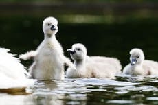 Swans moved from park after children feared to have killed cygnets