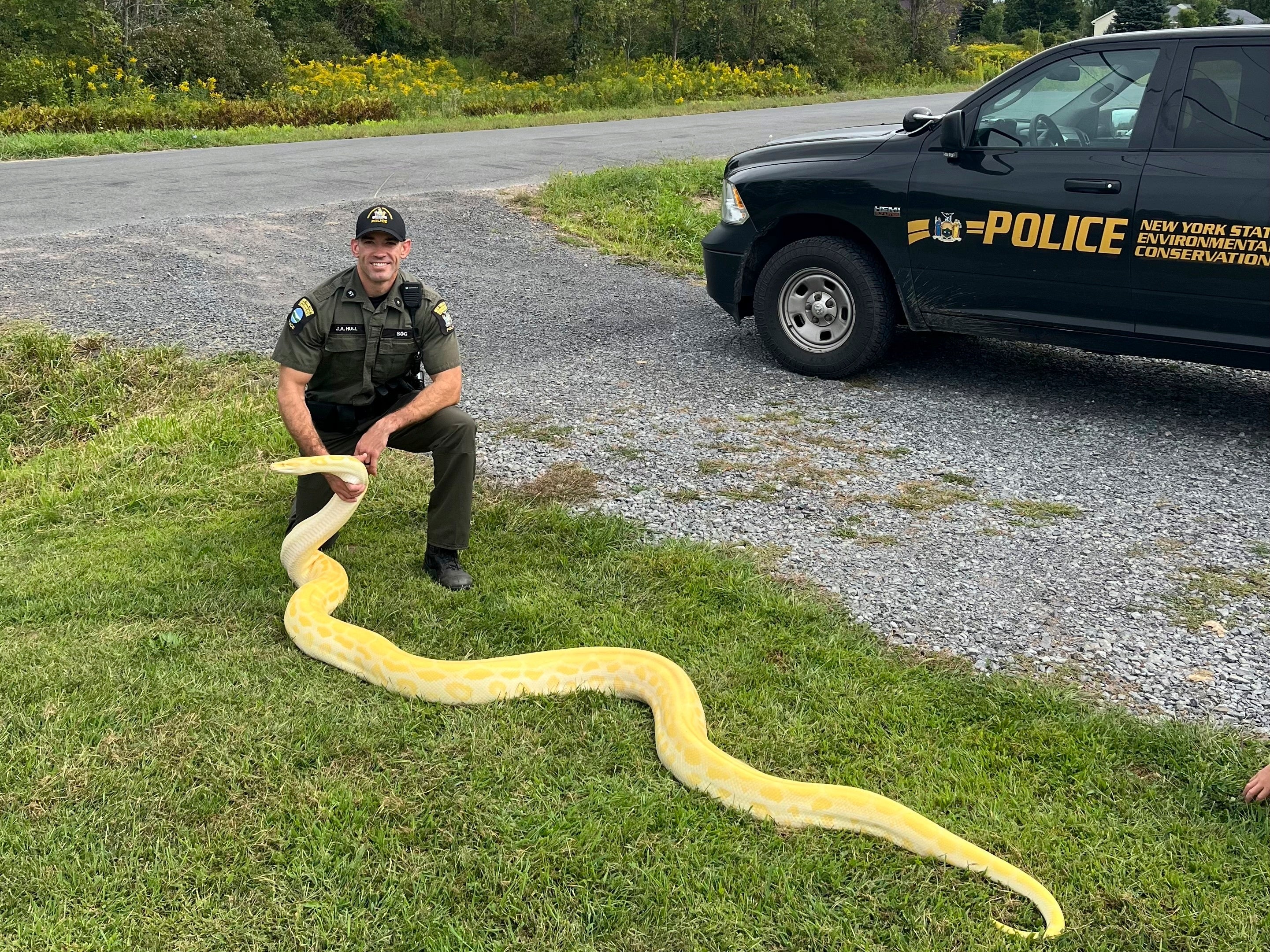 Python Seized