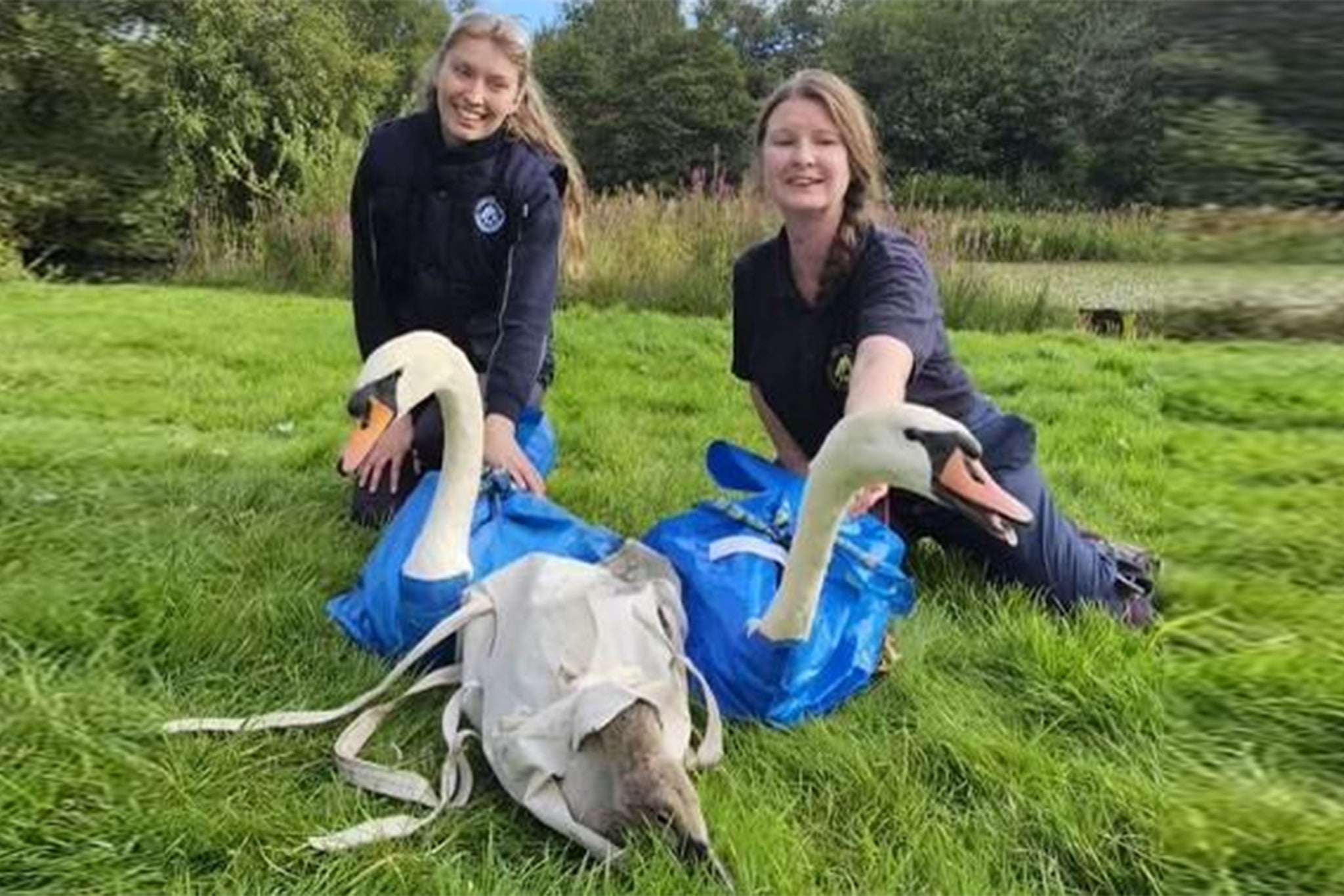 Countryside Rangers Alexandra Jackson (left) and Allison Greig pictured with the swans as they were being moved