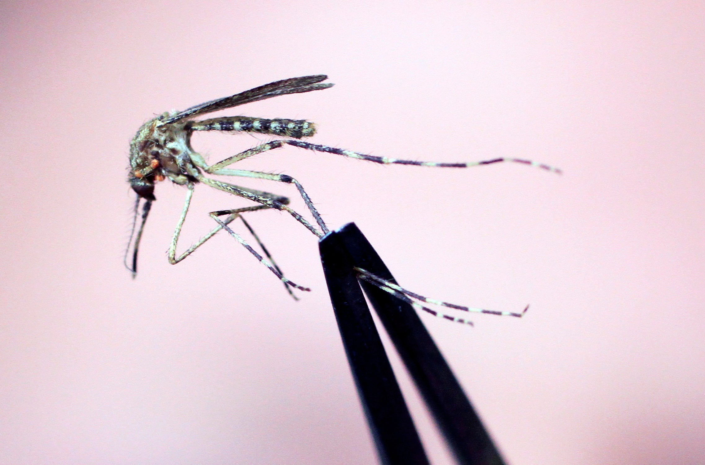 A mosquito is held up for inspection using a pair of tweezers in September 2010. Eastern equine encephalitis is spread to humans and animals by the bite of infected mosquitoes. There are no vaccines or medicines to treat or prevent the disease.