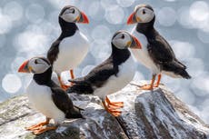 Puffin population declared ‘stable’ on Farne Islands after bird flu outbreak