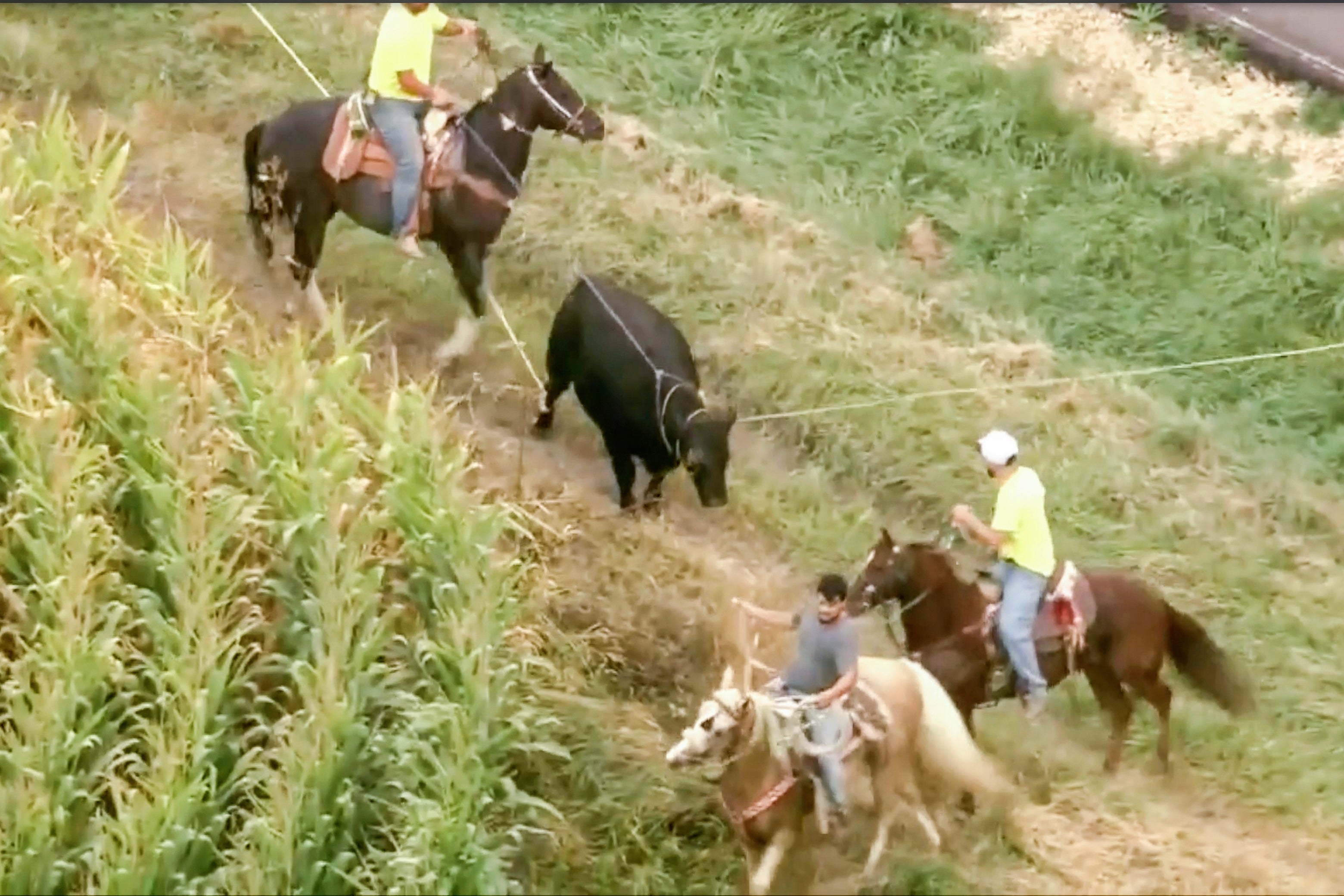 Escaped Bull Lassoed