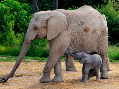 Meat from elephants in national parks will be handed out to humans