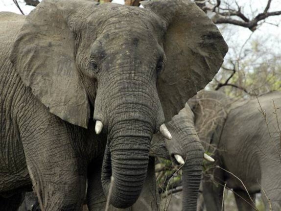 Elephants that see family members killed suffer lasting trauma that increases conflict with people, experts say