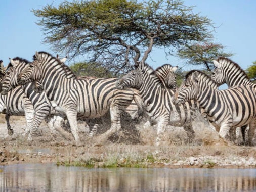 The plan includes culling 300 zebra