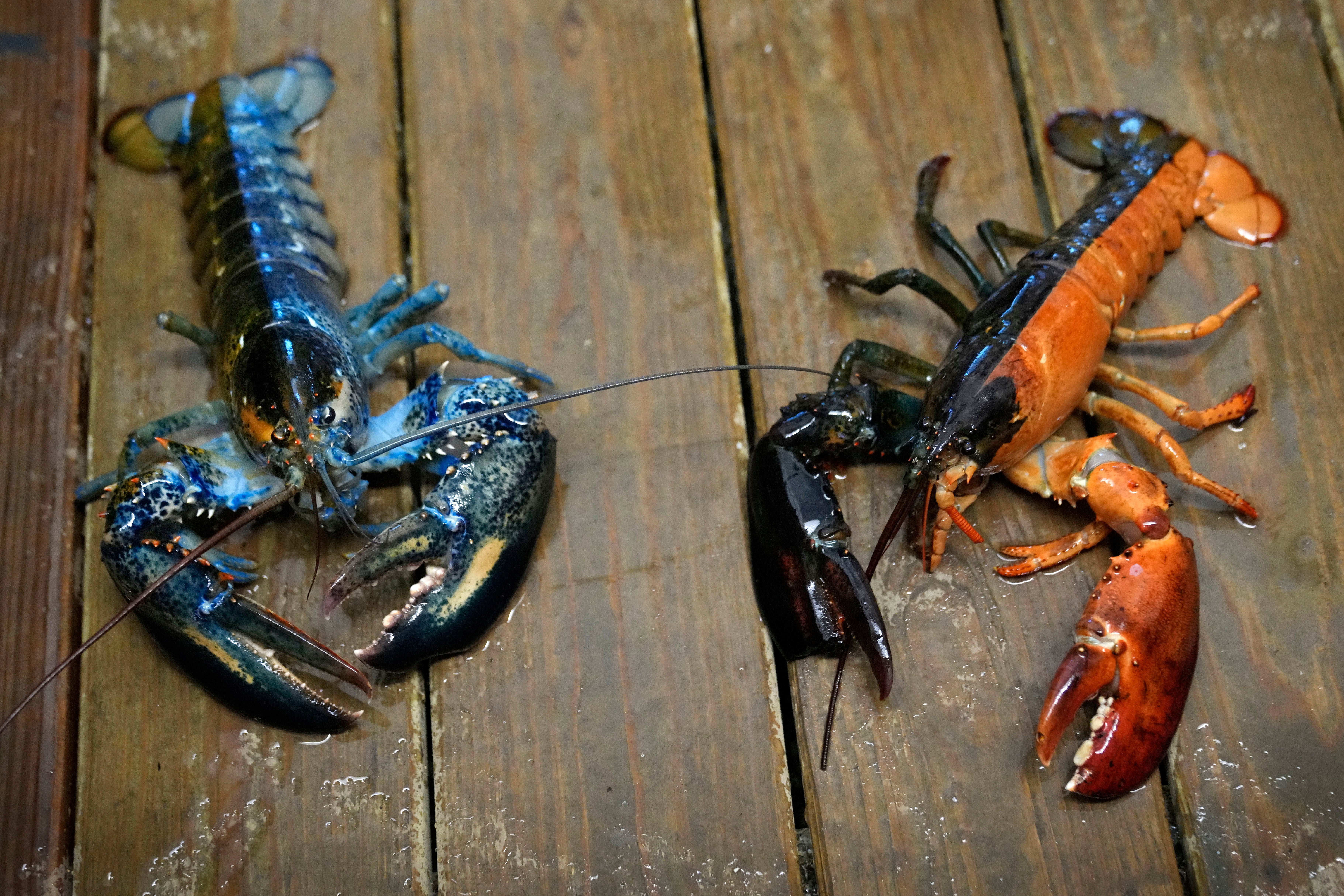 Rare Colorful Lobsters
