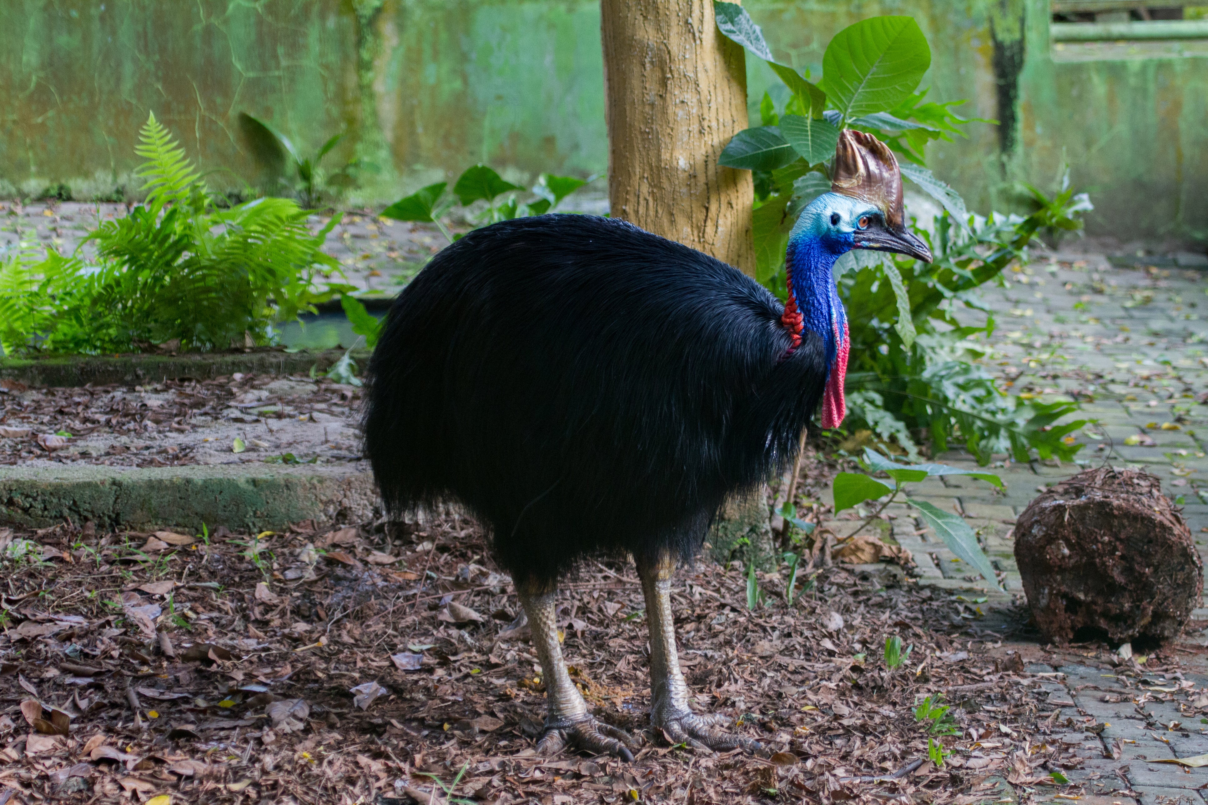 The cassowary is considered one of the world’s most dangerous birds (stock image)