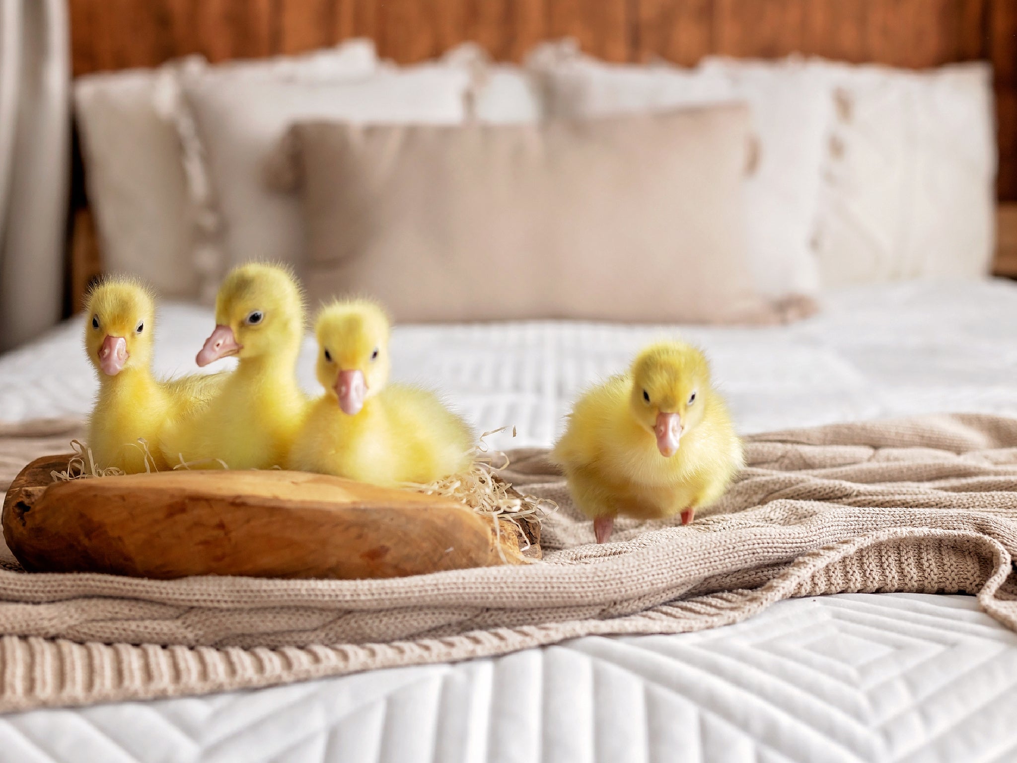 A pet chick is one of the strangest things to be found in a hotel room after guests checked out