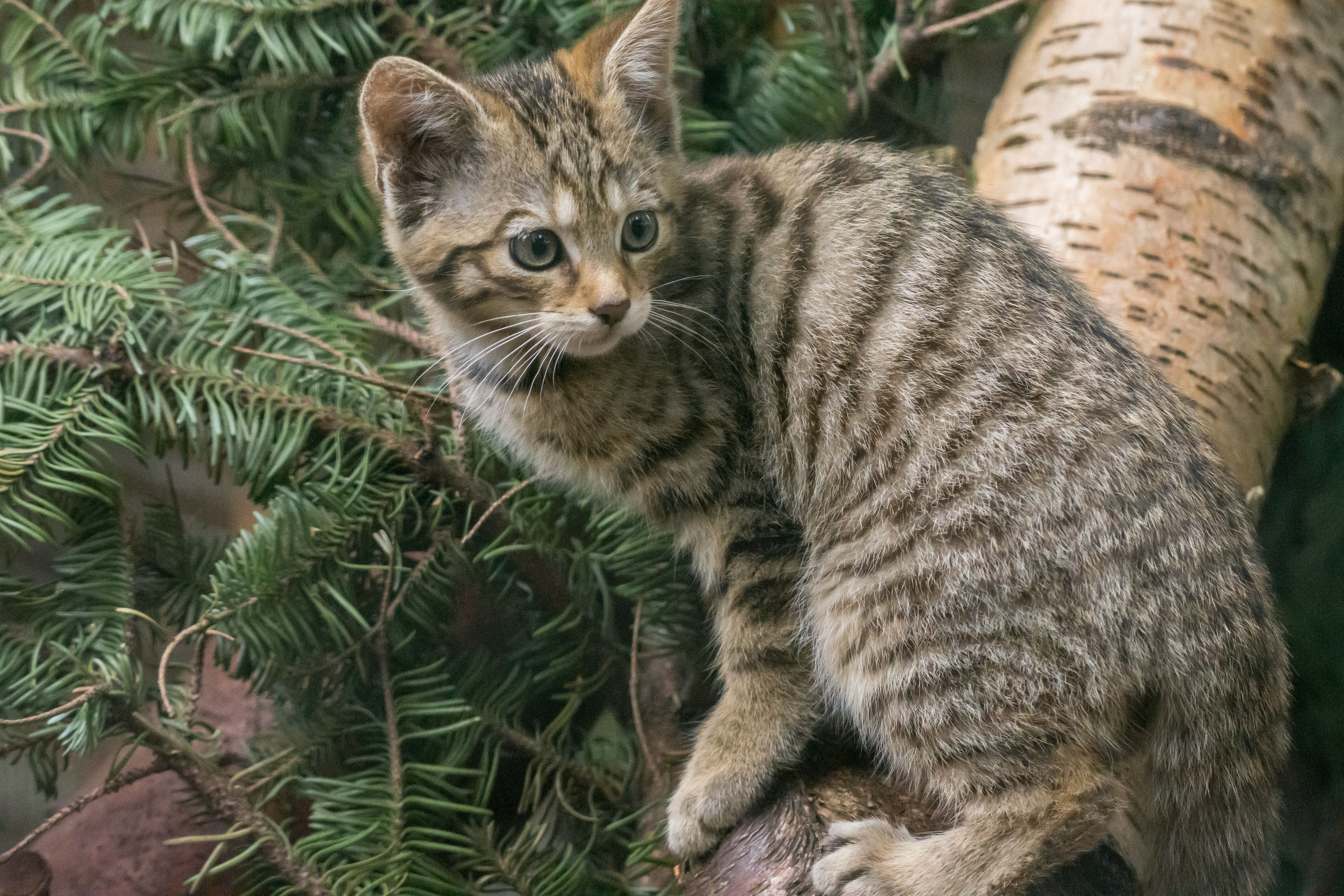 It is hoped the project will boost the wildcat population (Alyson Houston/RZSS/PA)
