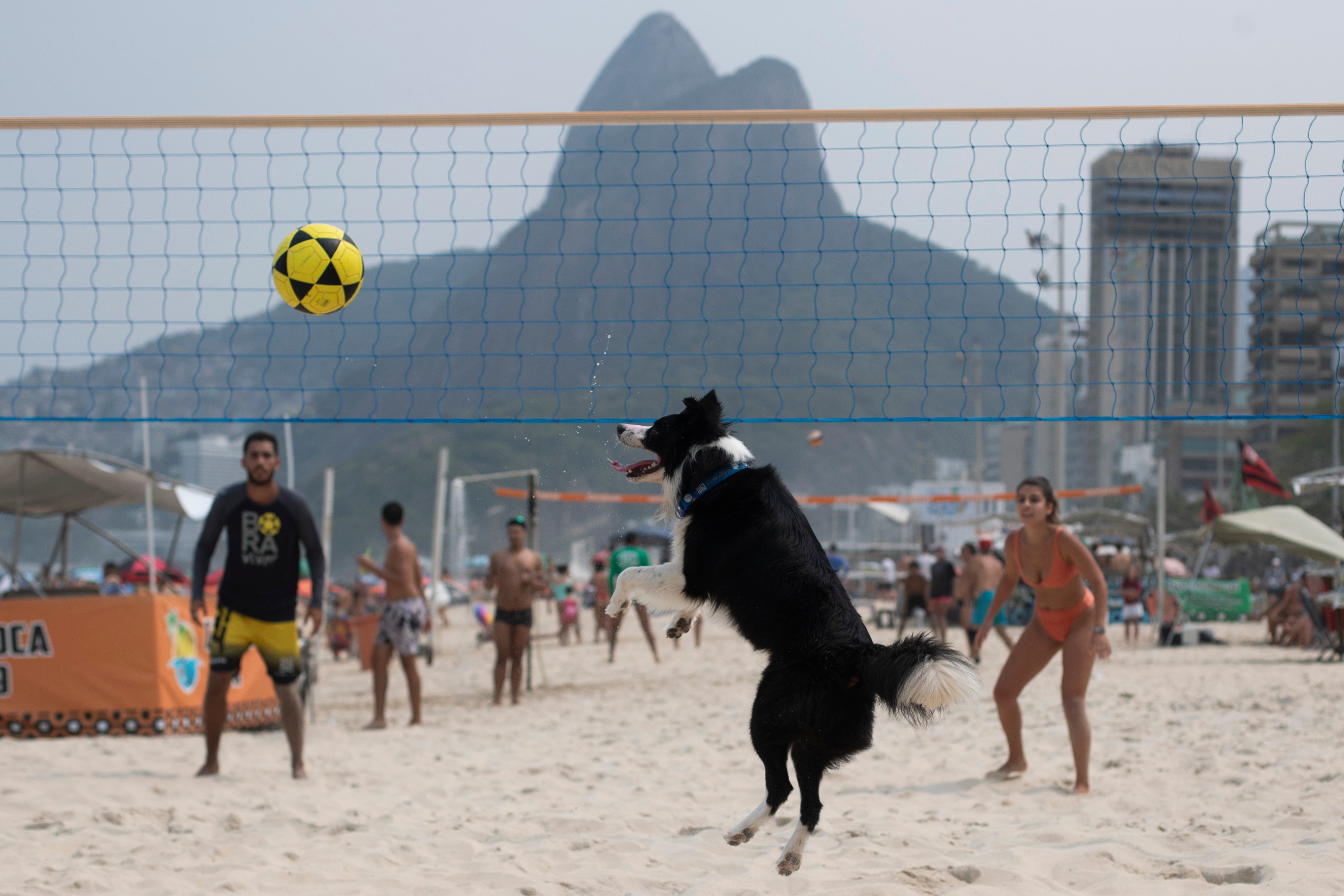 Brazil Footvolley Dog