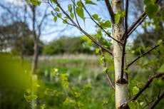 Best planting season yet for Northern Forest as 1.9m trees go in the ground