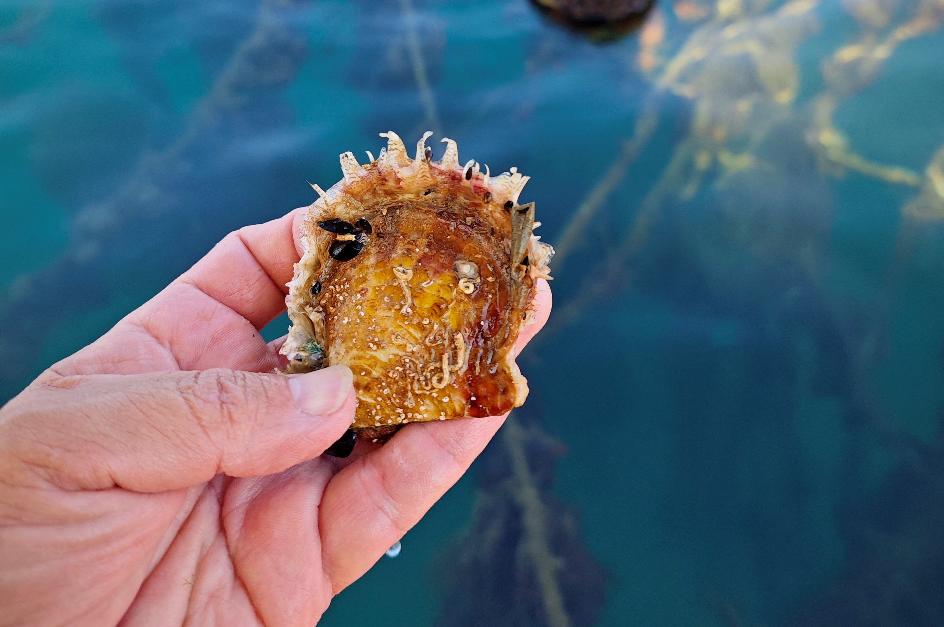 Pearl oyster called Pinctada radiata is shown next to a farming site in the gulf of poets at La Spezia, Italy