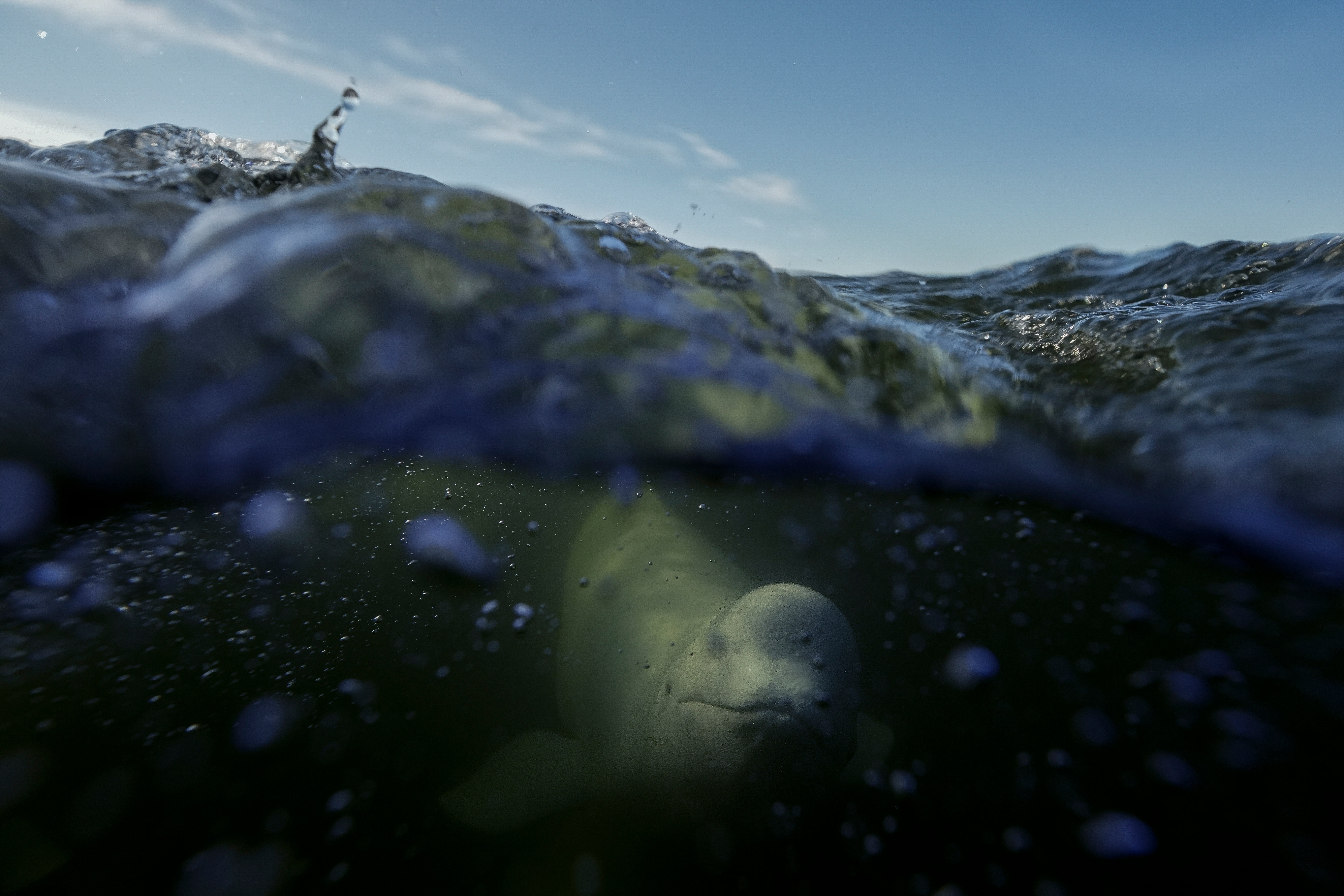 A beluga whale swims through the Churchill River, Monday, Aug. 5, 2024, near Churchill, Manitoba