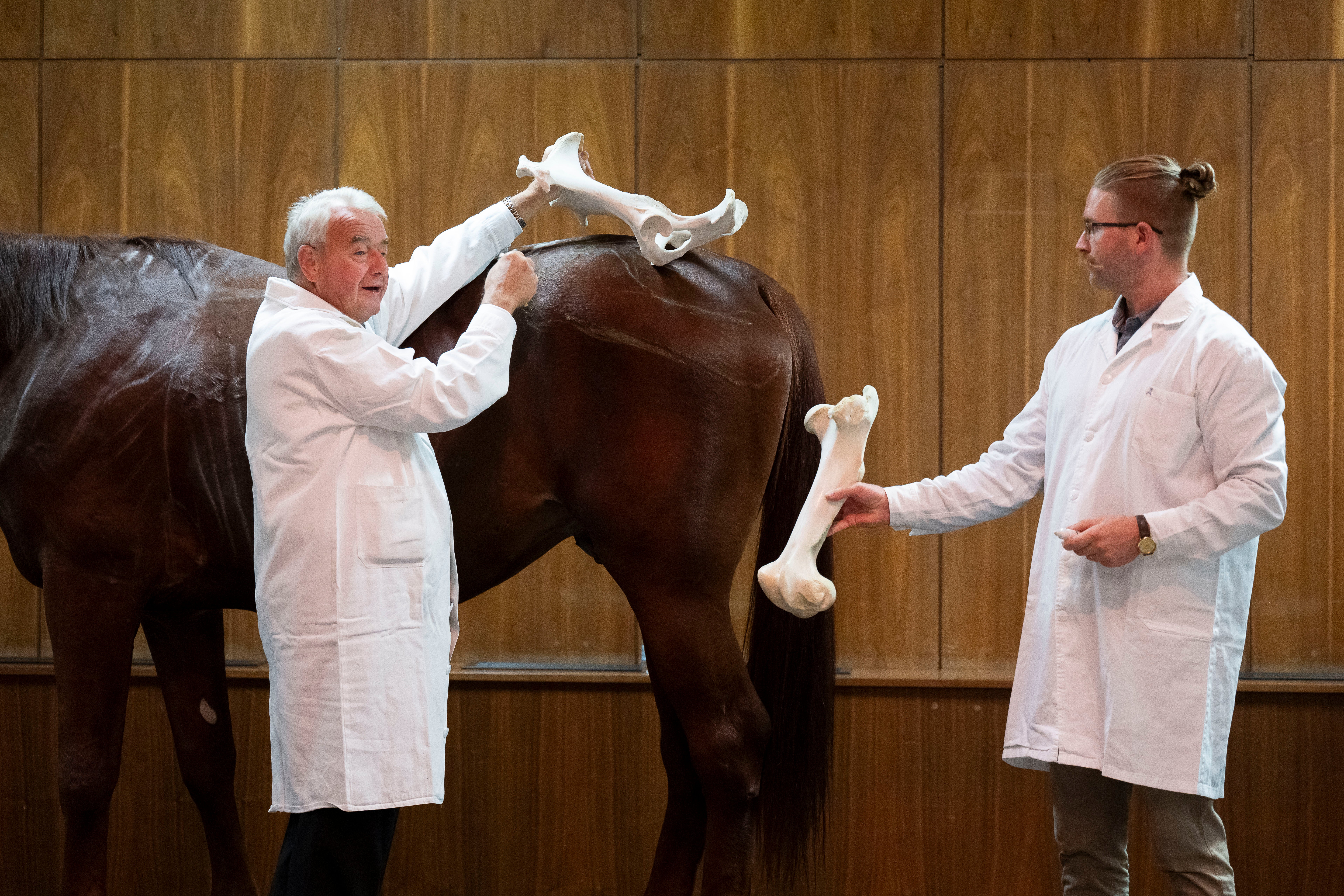 Hungary Veterinary Lecture