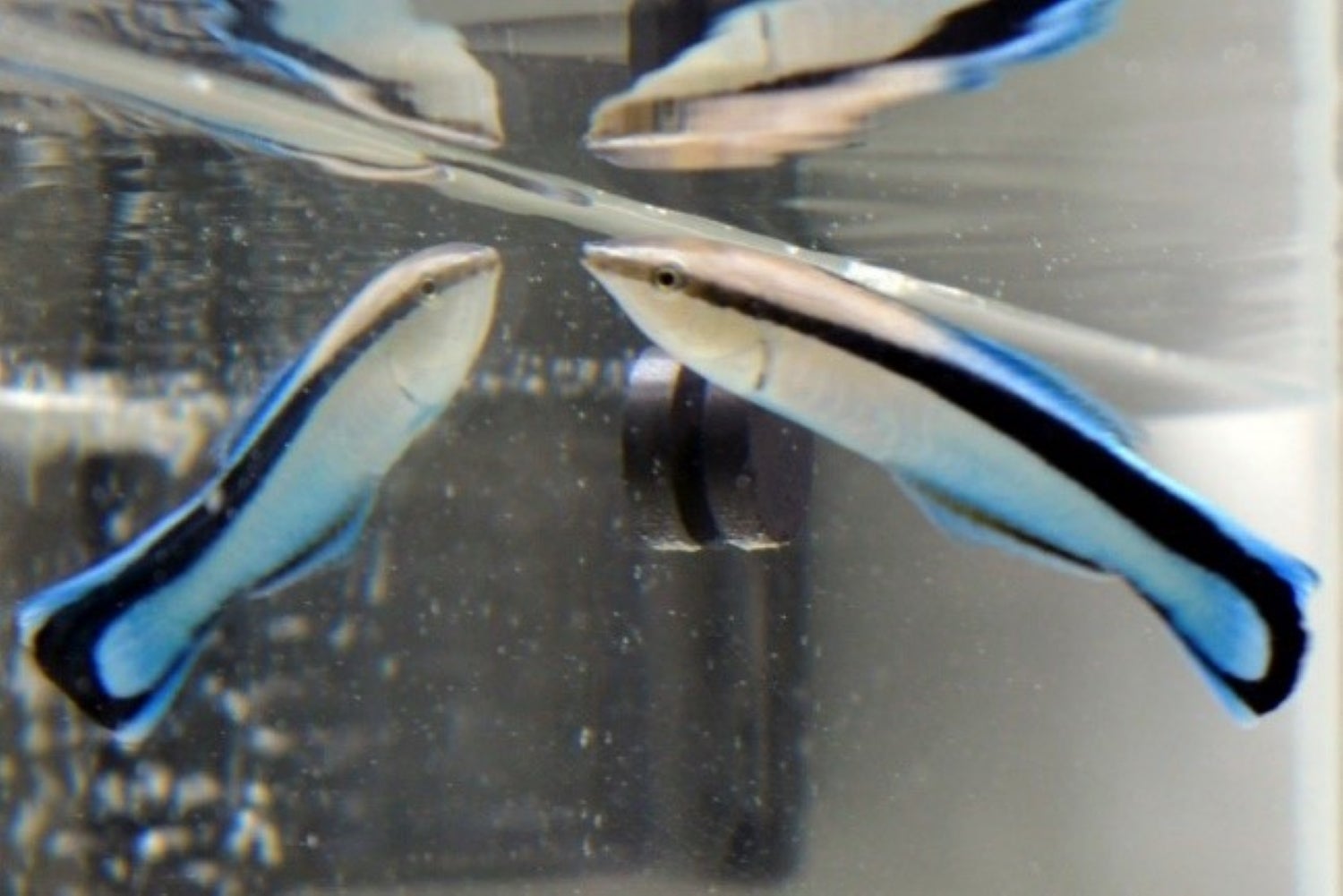 A bluestreak cleaner wrasse in a fish tank looking at its own reflection in the mirror