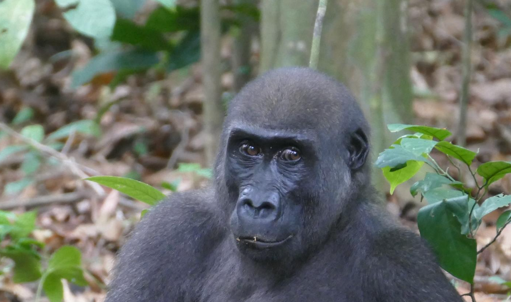 Scientists observed population of western lowland gorillas in Loango National Park