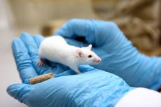 Testing on live animals fell by 3% last year, data suggests