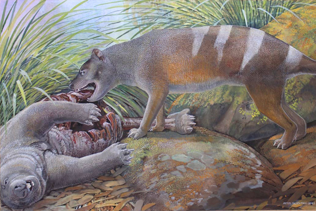 Artist’s reconstruction of Badjcinus timfaulkneri scavenging the carcass of a marsupial