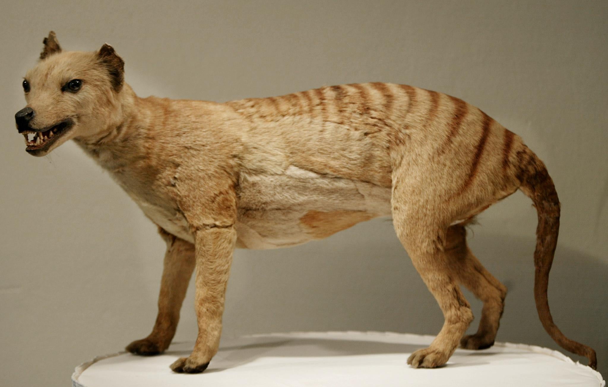 Tasmanian tiger displayed at the Australian Museum in Sydney