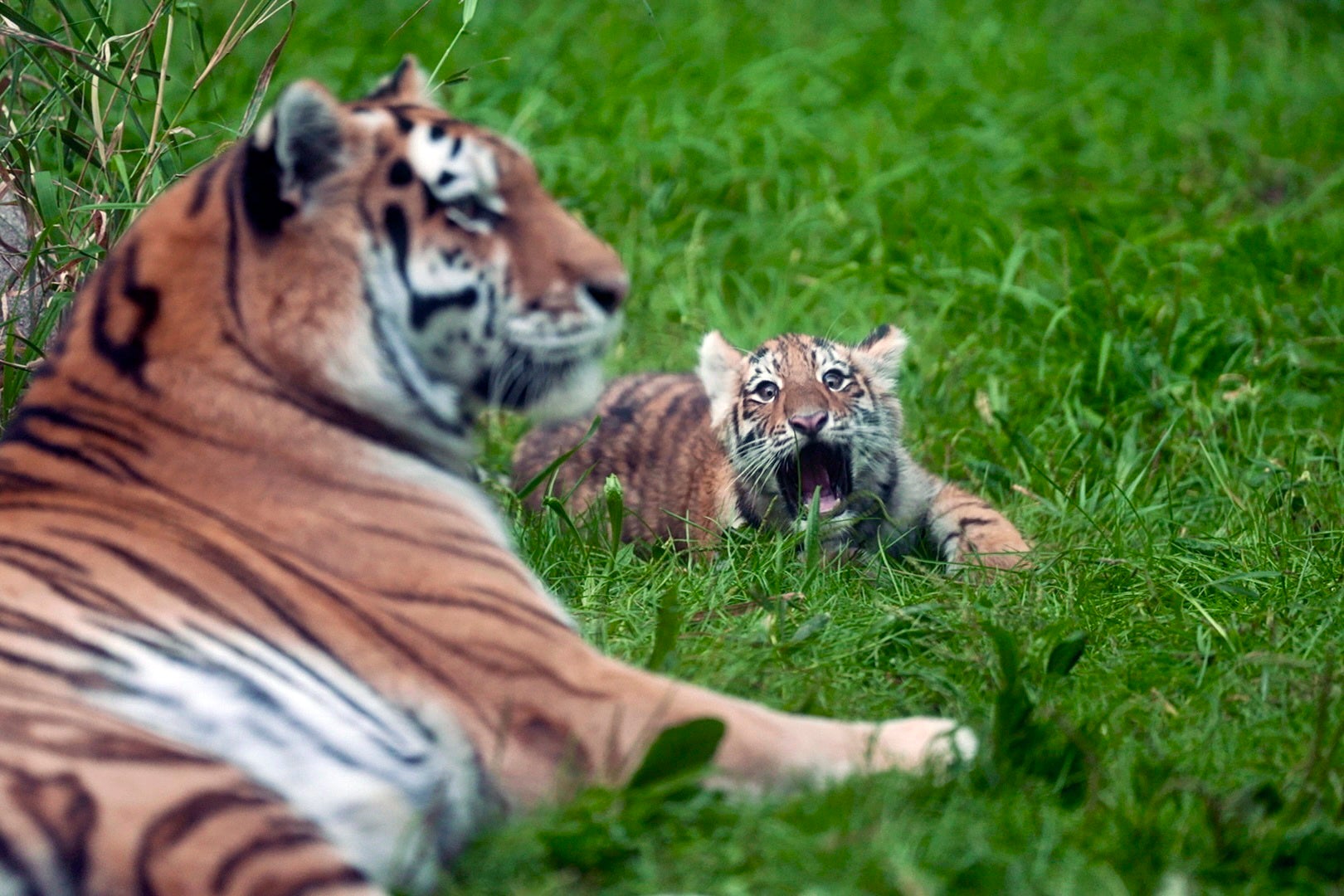 Minnesota Endangered Tiger Cubs