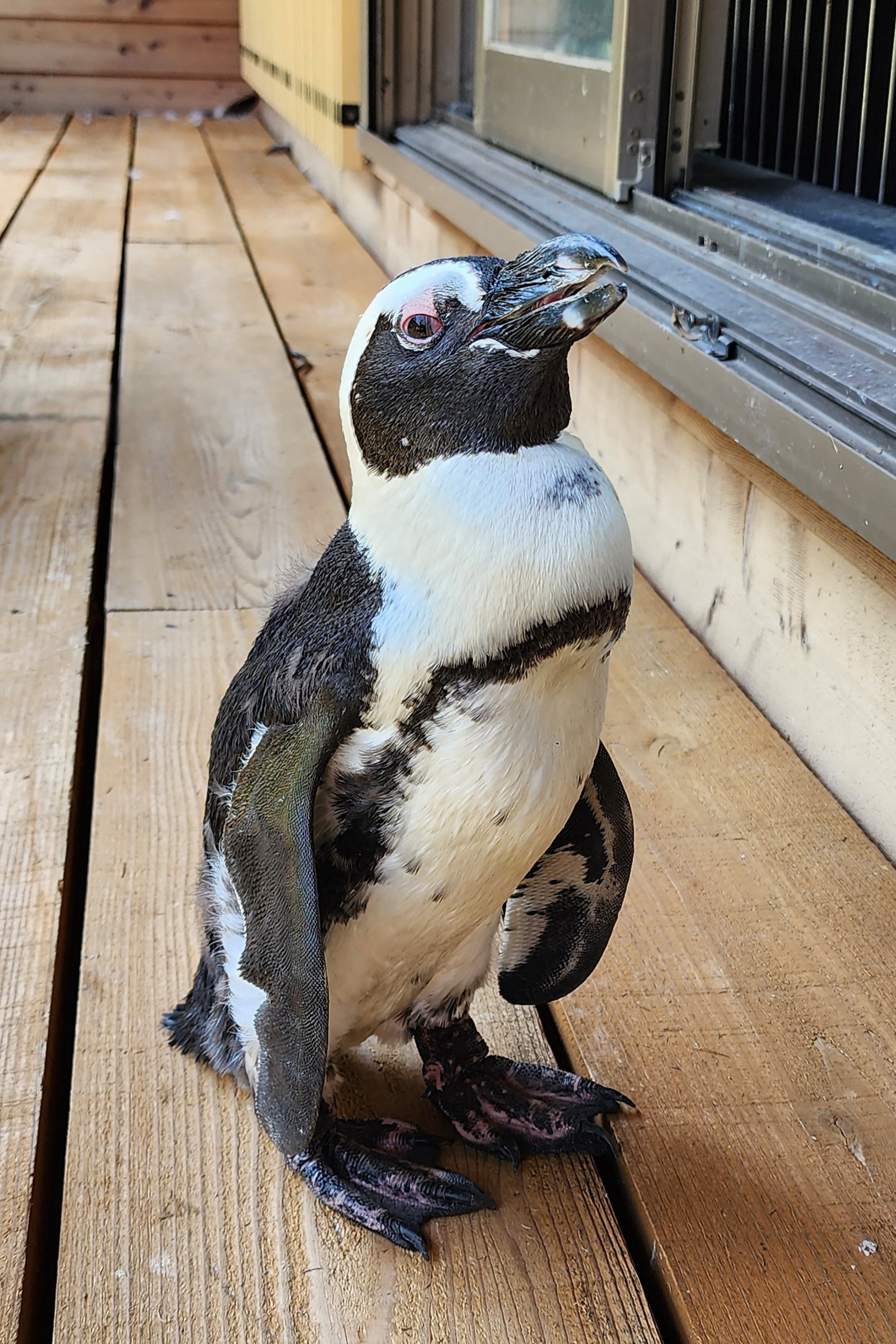 Pen-chan, a female Cape penguin born and raised in captivity, slunk off on 25 August 2024 in the central Aichi region