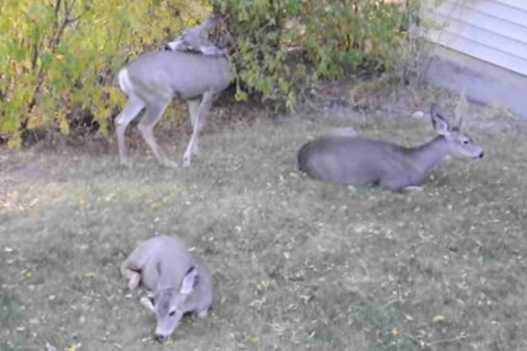 The killings have sparked outrage in the local community as Cody’s mule deer are a beloved feature of the Wyoming town