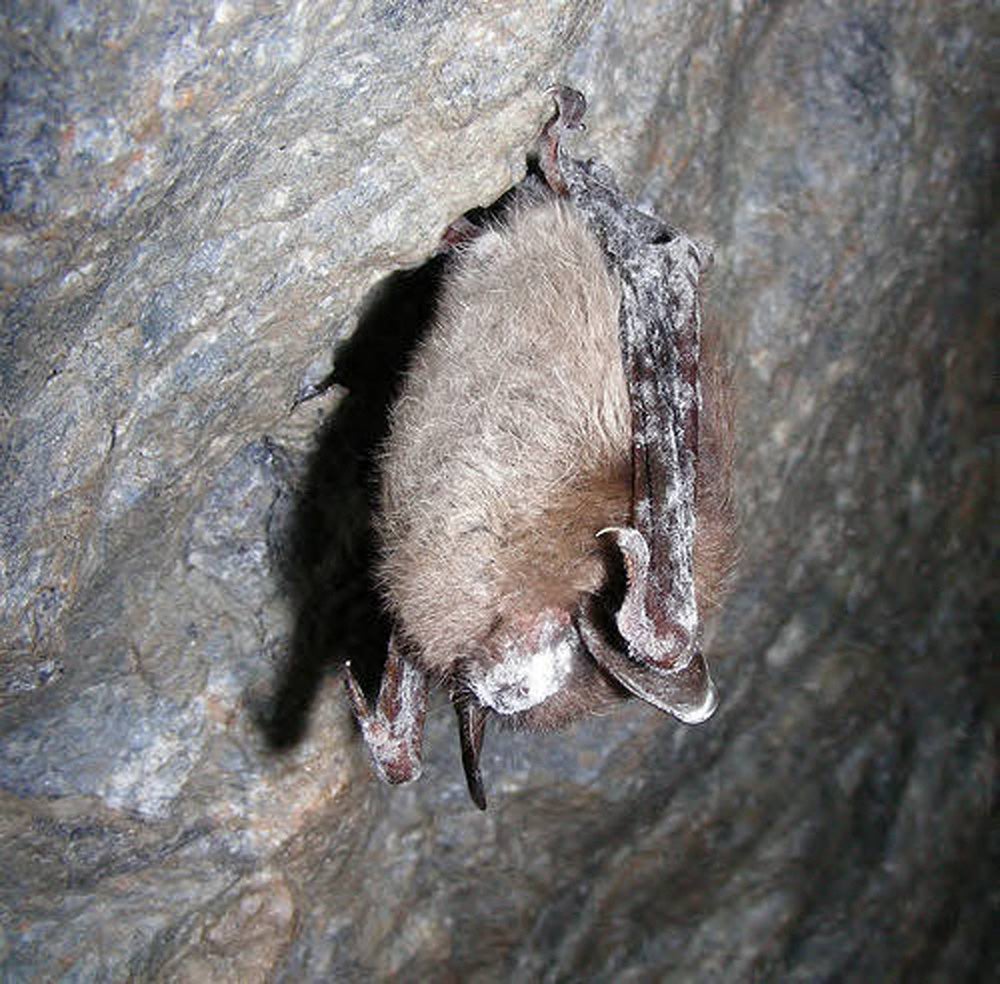 A bat suffering from white-nose syndrome in Vermont