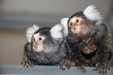 Call me maybe? Marmosets use names to communicate with each other, study says