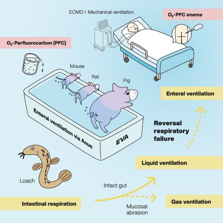 Tokyo researchers said that pigs and rodents have the ability to breathe through their anuses. The researchers hope to be able to use a similar test on humans some day