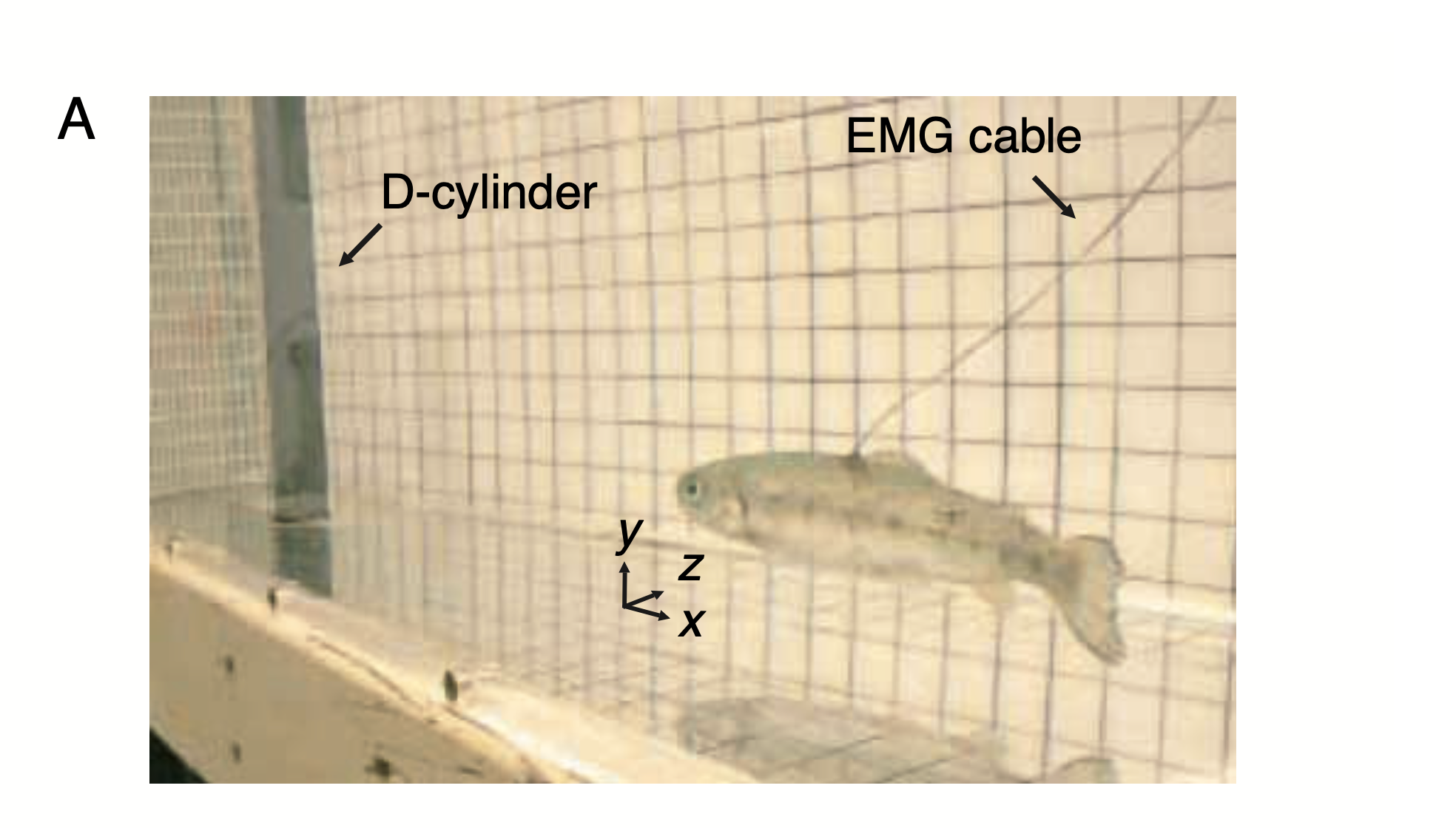 A side view shows a rainbow trout with wire electrodes in its mucles. Liao said fish in choppy water go with the flow more than they actually swim.