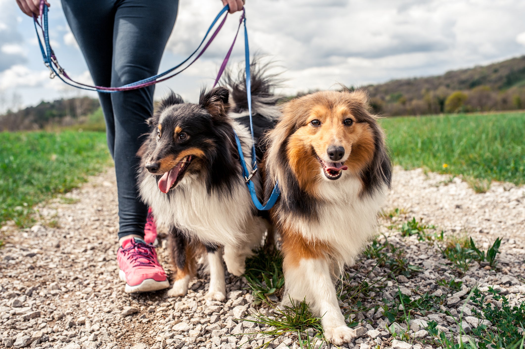 Exercising your dog during a heatwave can be fatal