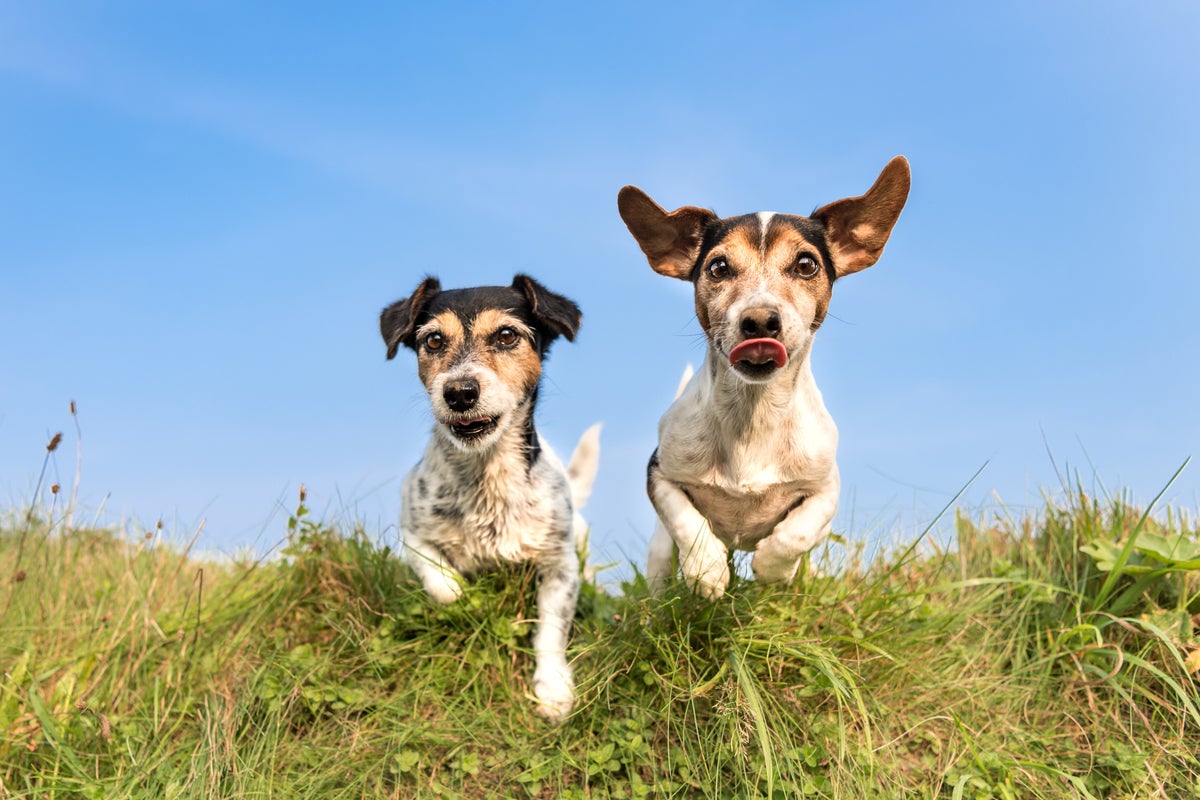Cloning your pet: What you need to know Cloning your pet: What you need to know