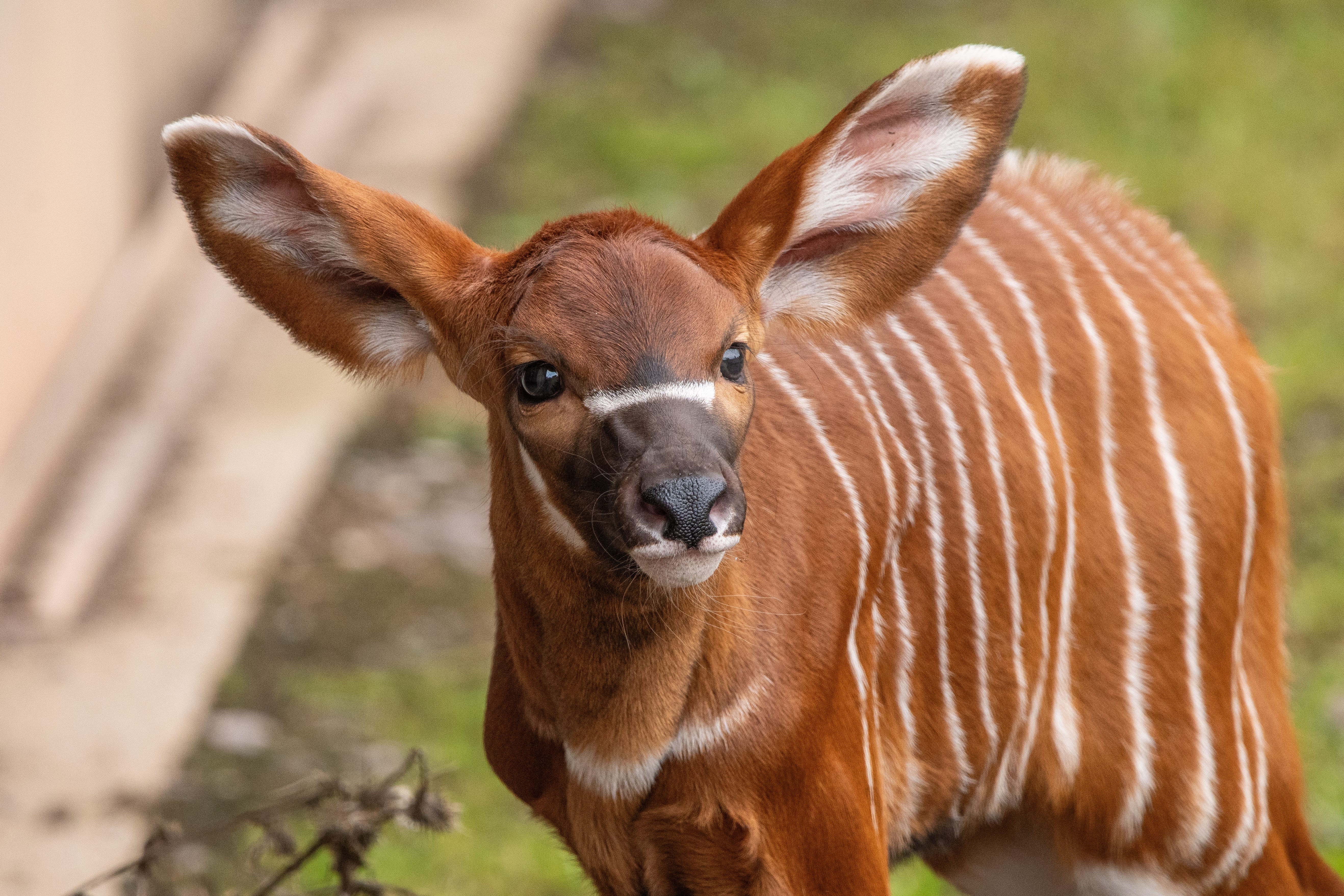 A male mountain bongo calf which was born at Marwell Zoo in Hampshire (Gemma Davis/Marwell Zoo/PA)