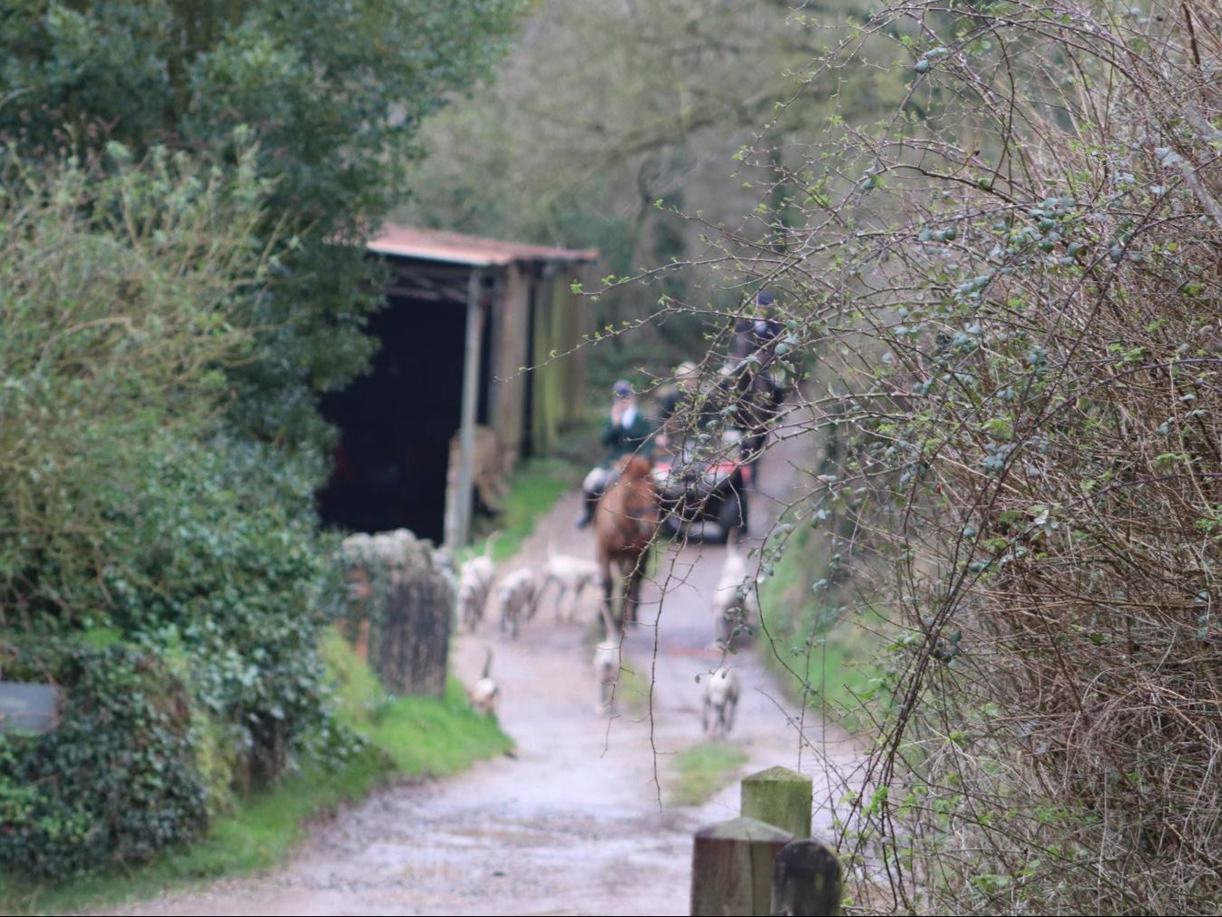 The hunt, with hounds and quad bikes in tow