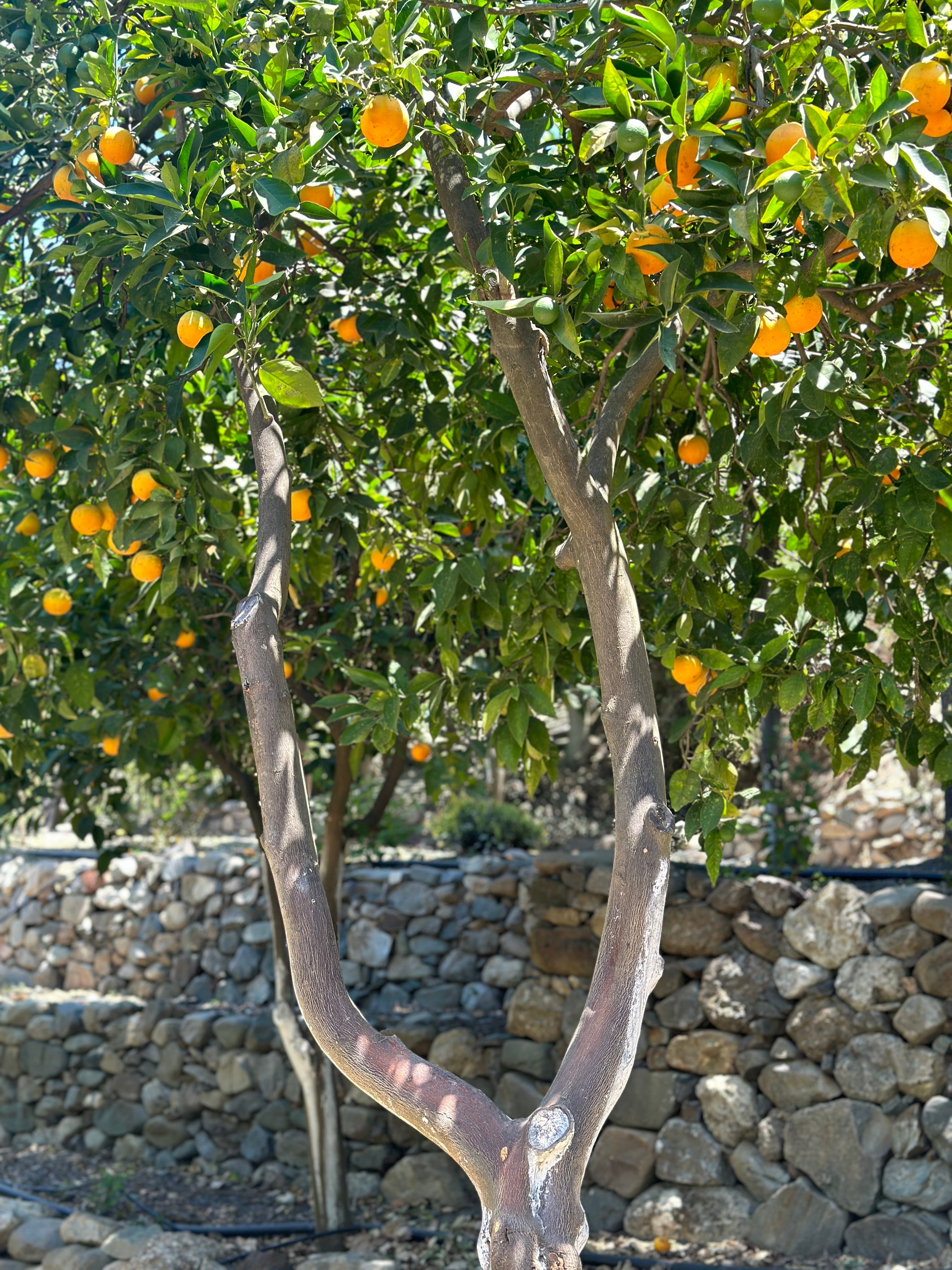 An orange tree inside the botanical gardens in Crete