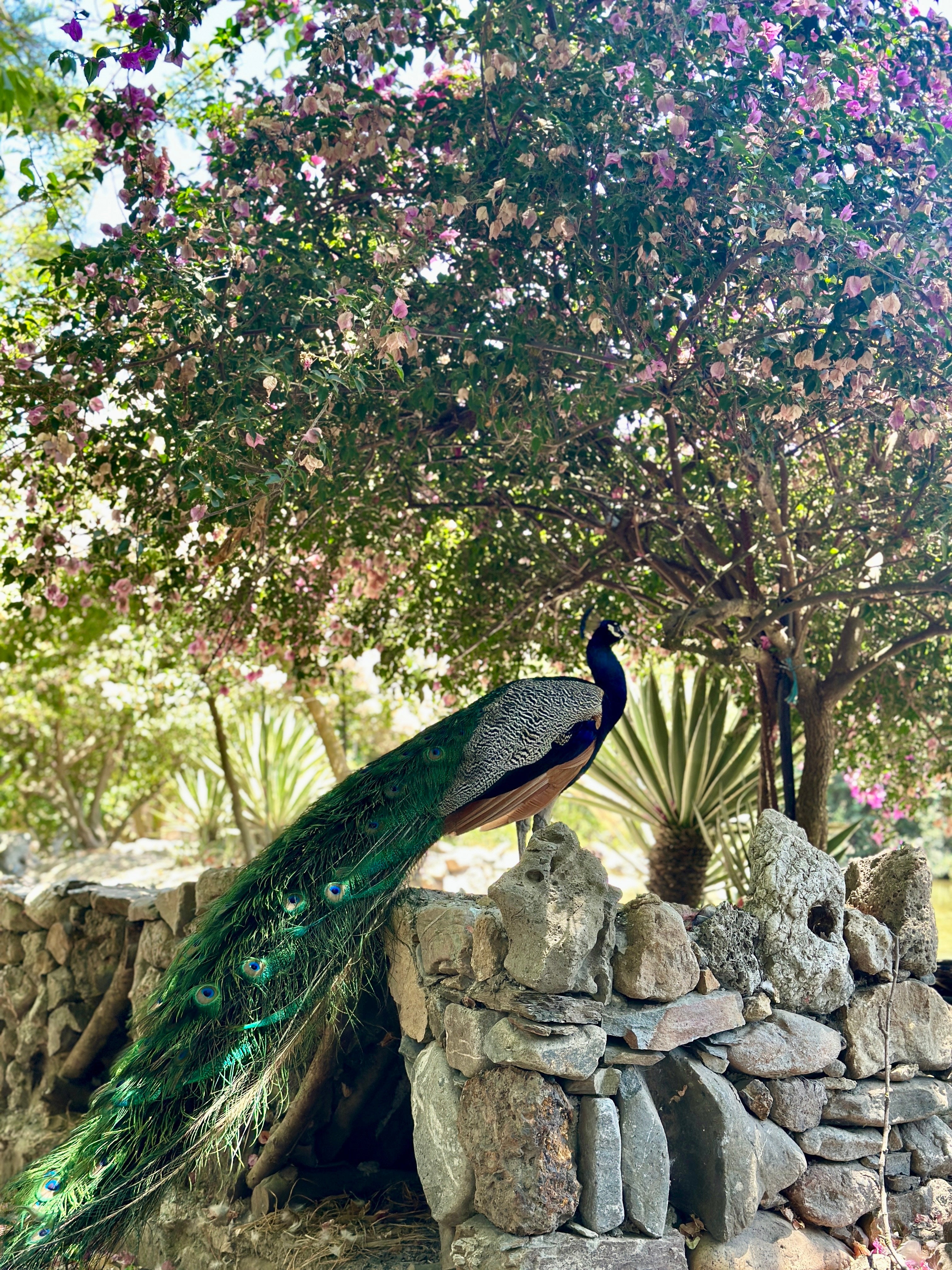 Peacocks roamed through the botanical garden