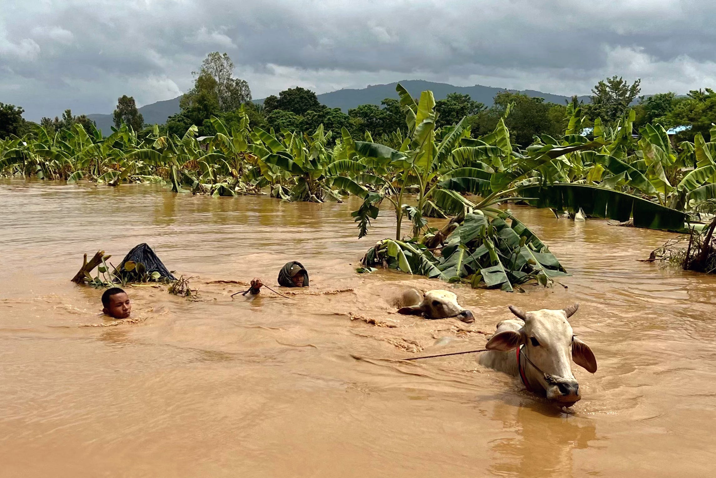 Two men guide cattle through high-flowing flood waters in Sin Thay village in Pyinmana