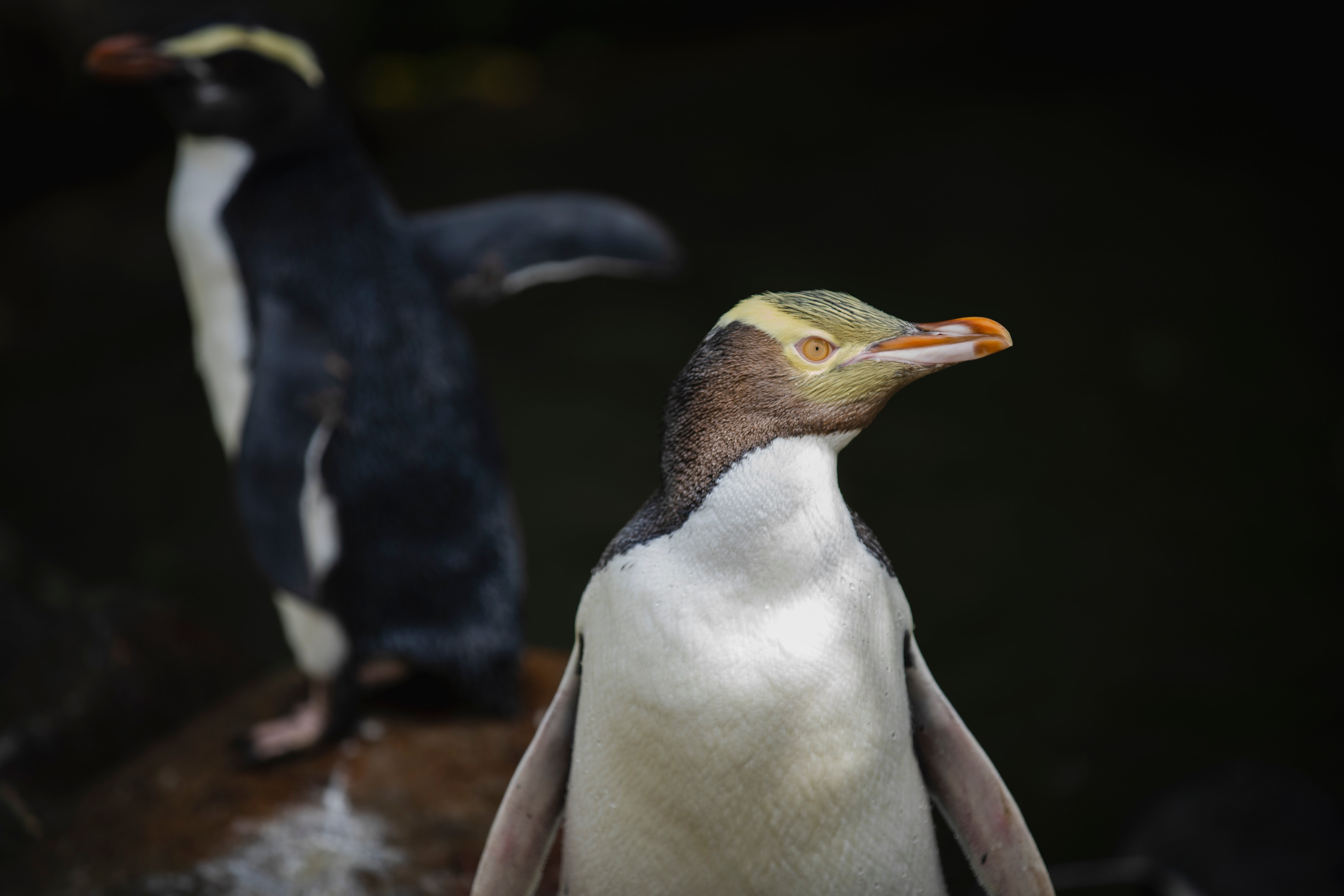 A hoiho or yellow-eyed penguin pictured in 2023