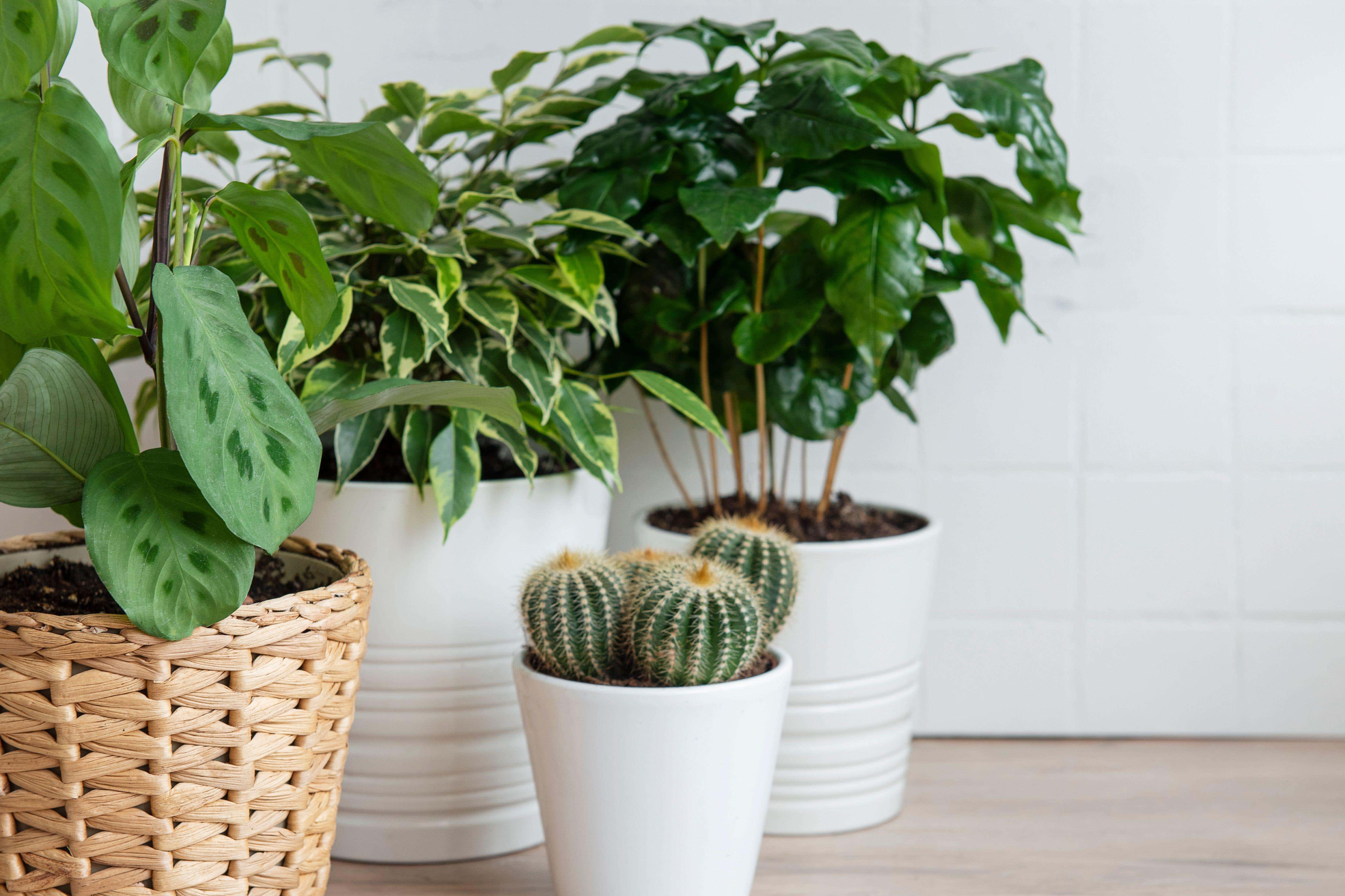 Plants can transform the feel of a room (Alamy/PA)