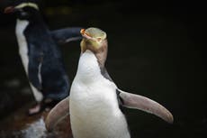 Rare smelly penguin wins New Zealand bird of the year after fiercely fought contest 