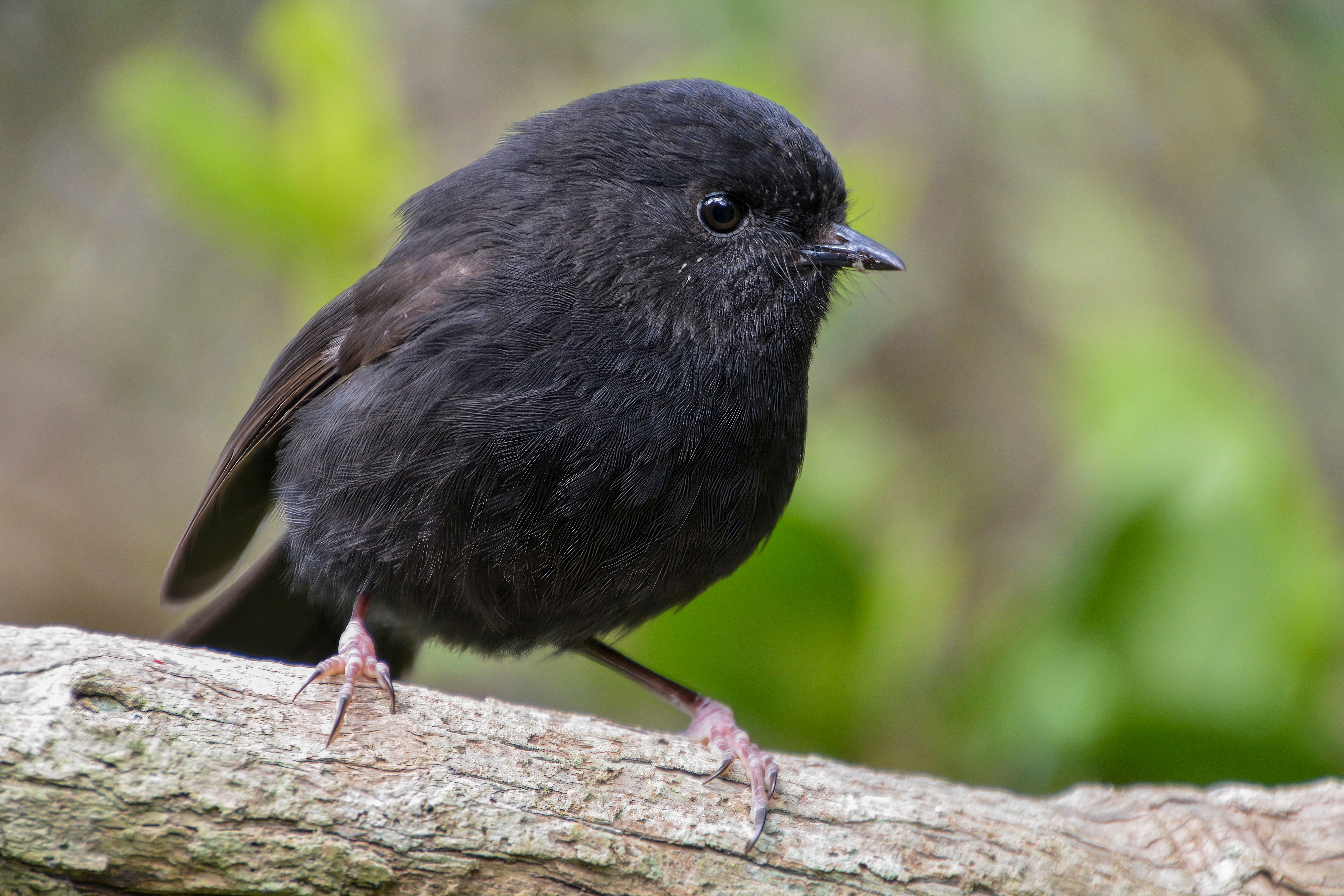 A karure, or Chatham Islands black robin, pictured on Chatham Island