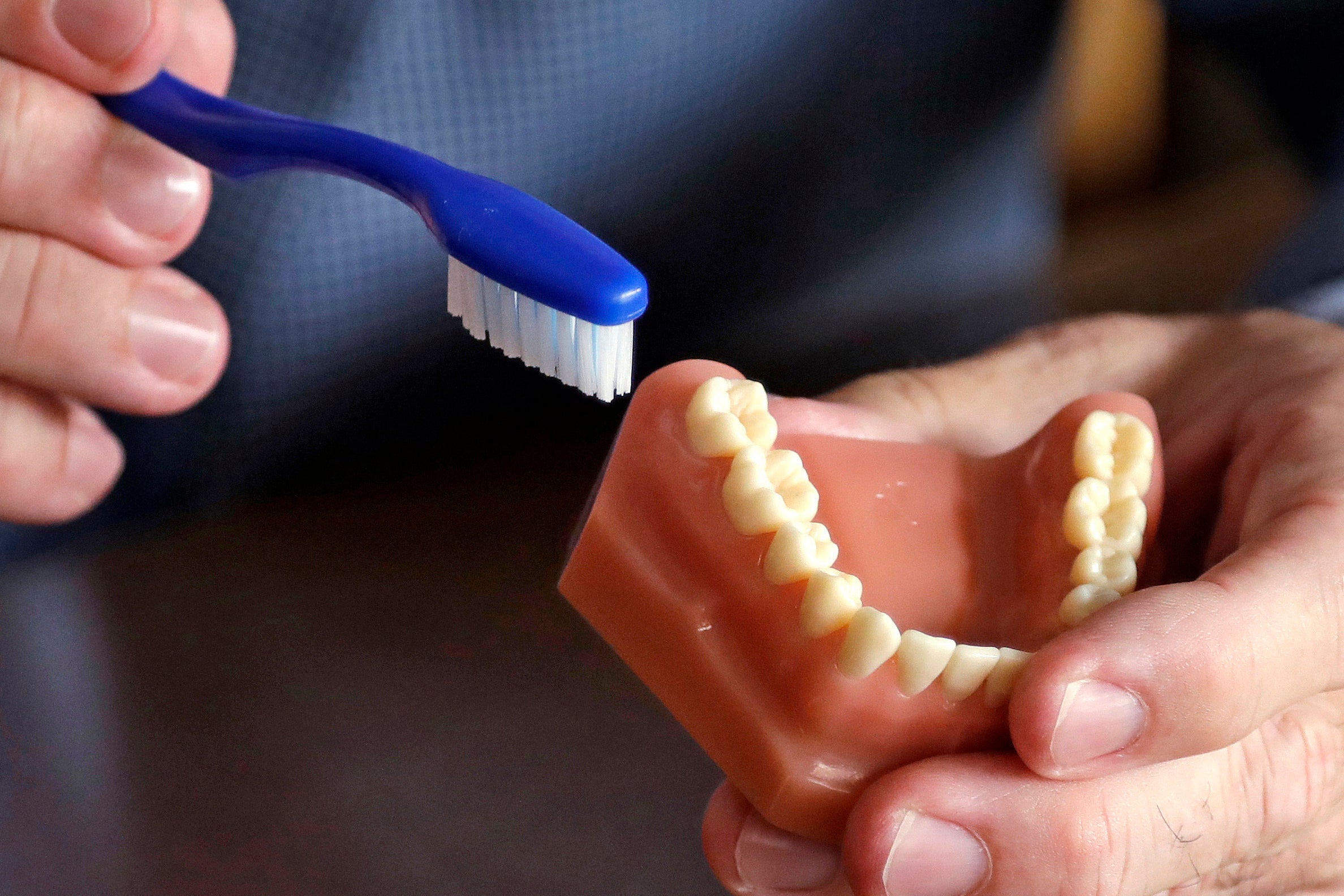 A dentist holds a model of teeth and a toothbrush