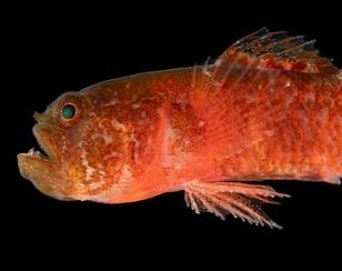 The Grumpy dwarfgoby, known by scientists as Sueviota aethon , has a grumpy-looking mug and serious canine teeth. But, it’s incredibly small.